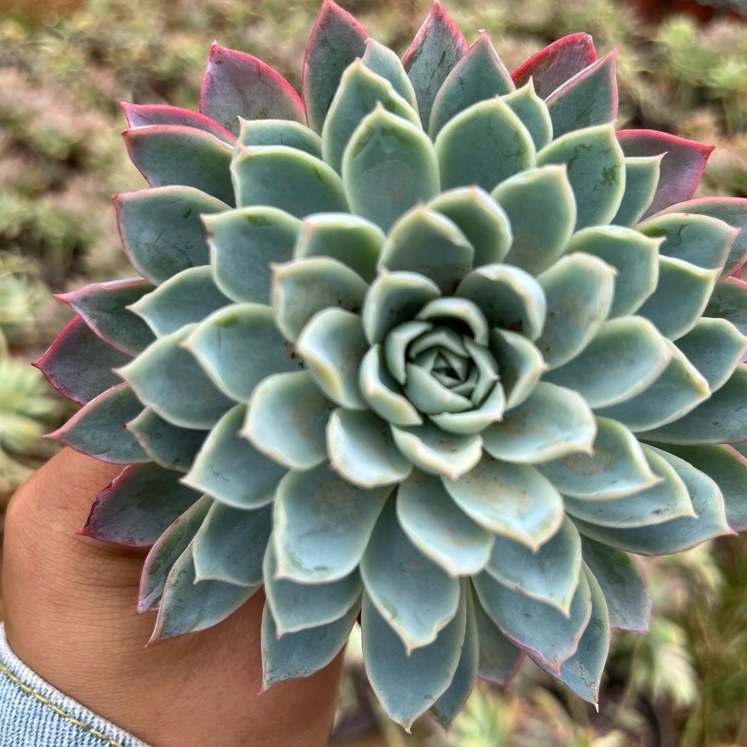 植语多肉园艺