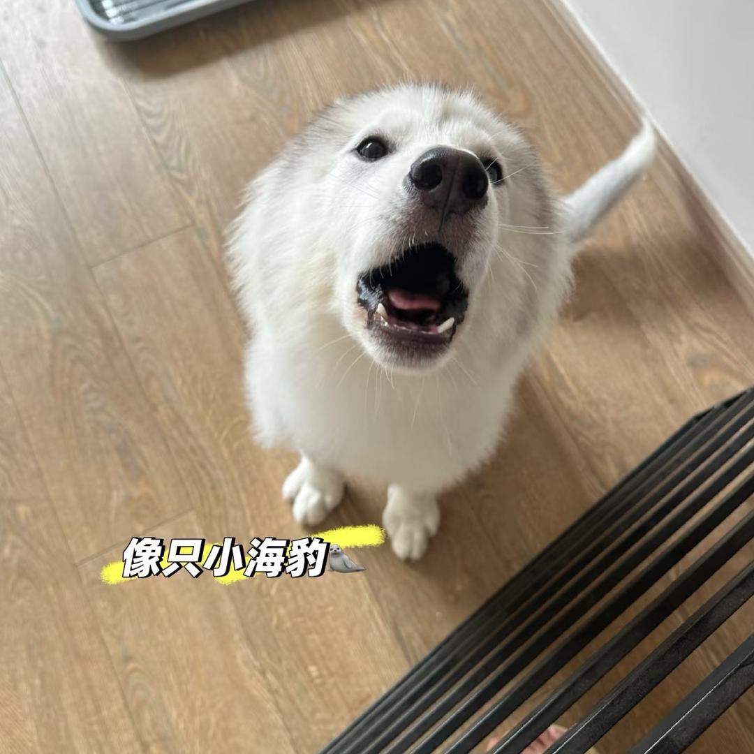 大壮是小福包