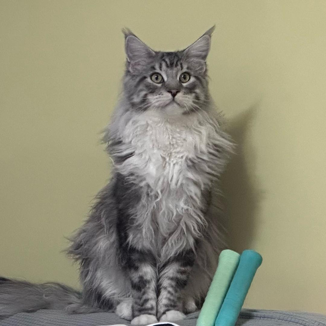 缅因星星（秃毛版）