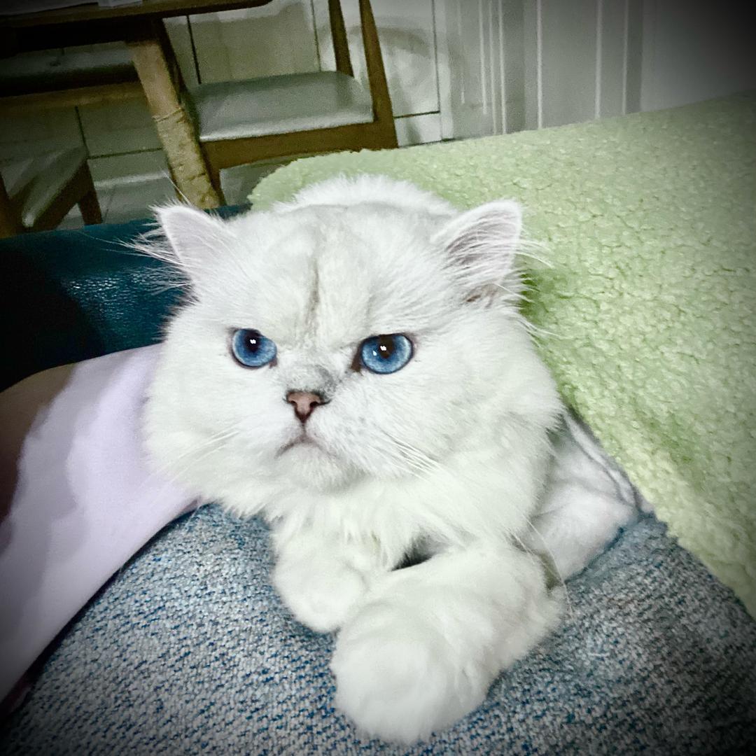 牛奶是只小猫