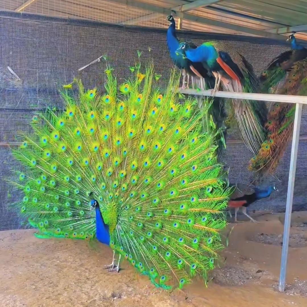 孔雀鸵鸟珍禽养殖