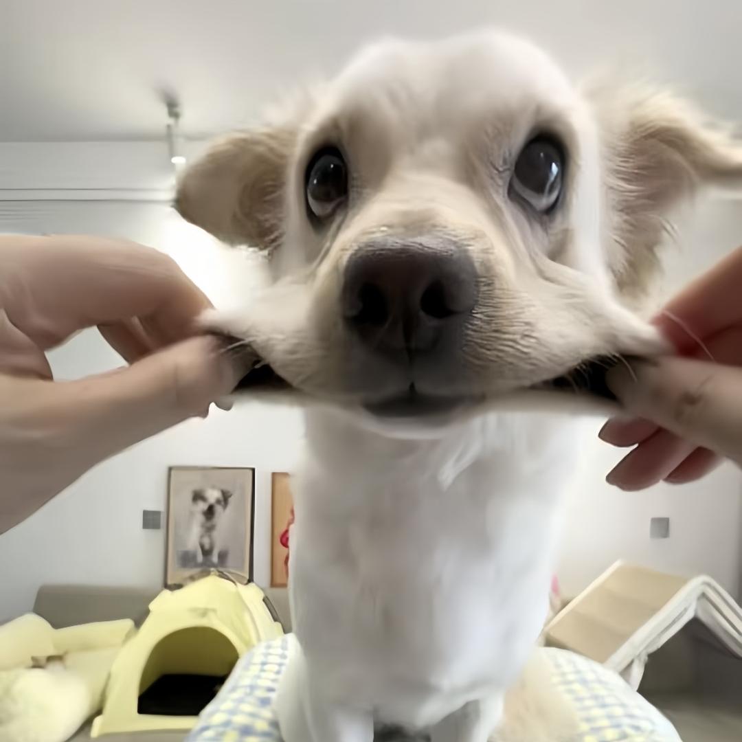 讨厌笑面虎🐕‍🦺
