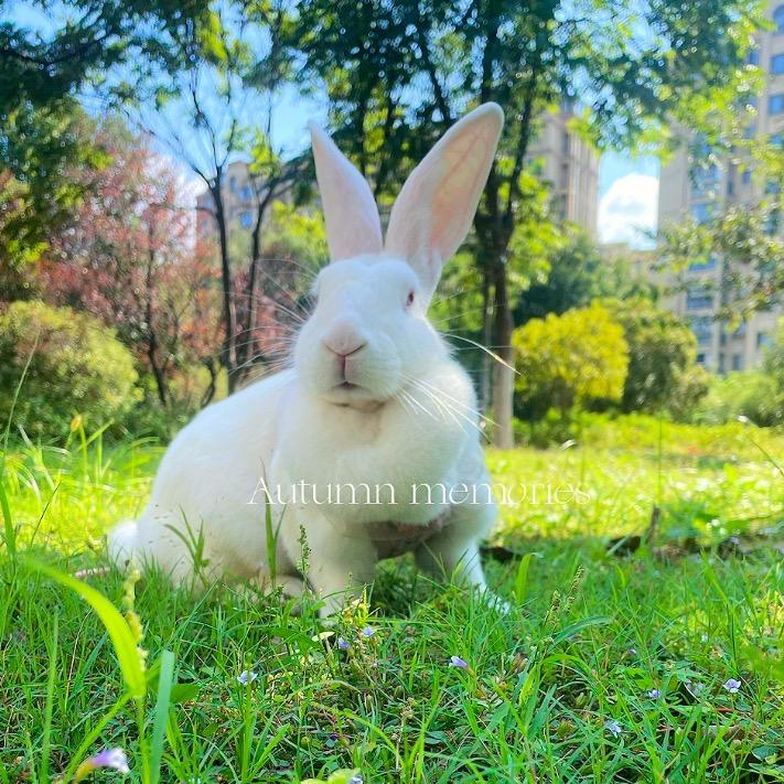 奶油是小白兔🐰