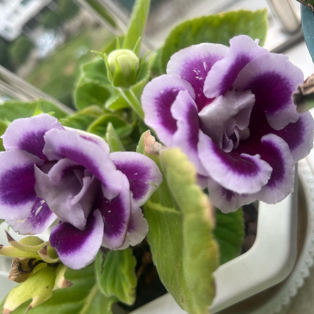 自由行走的花🌹