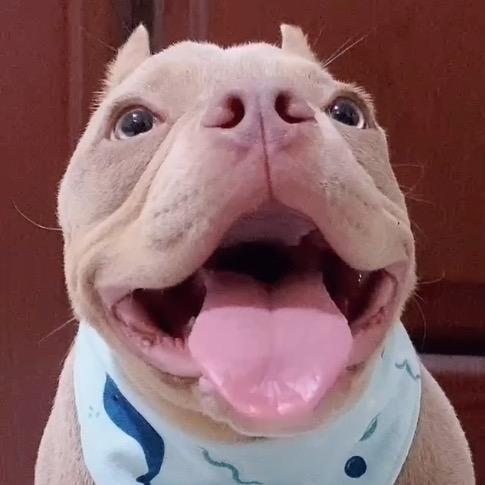 夜叉恶霸犬