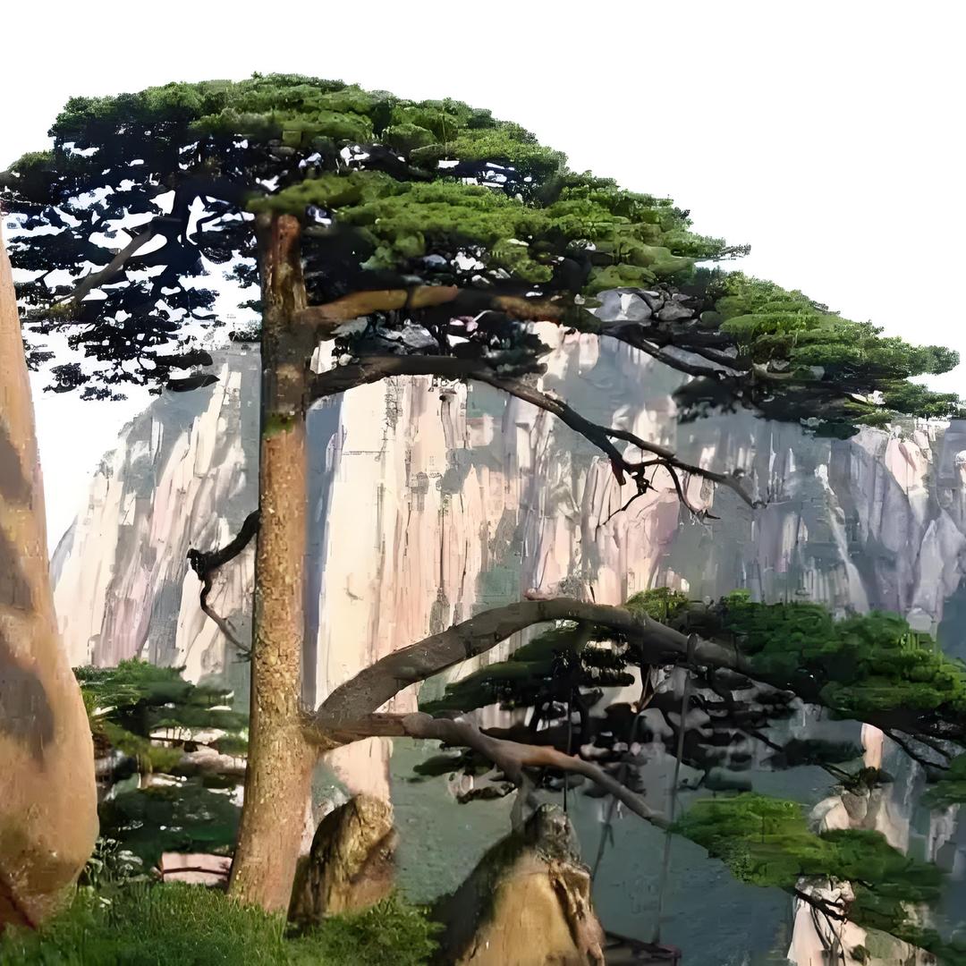 鲁松缘庭院景观松