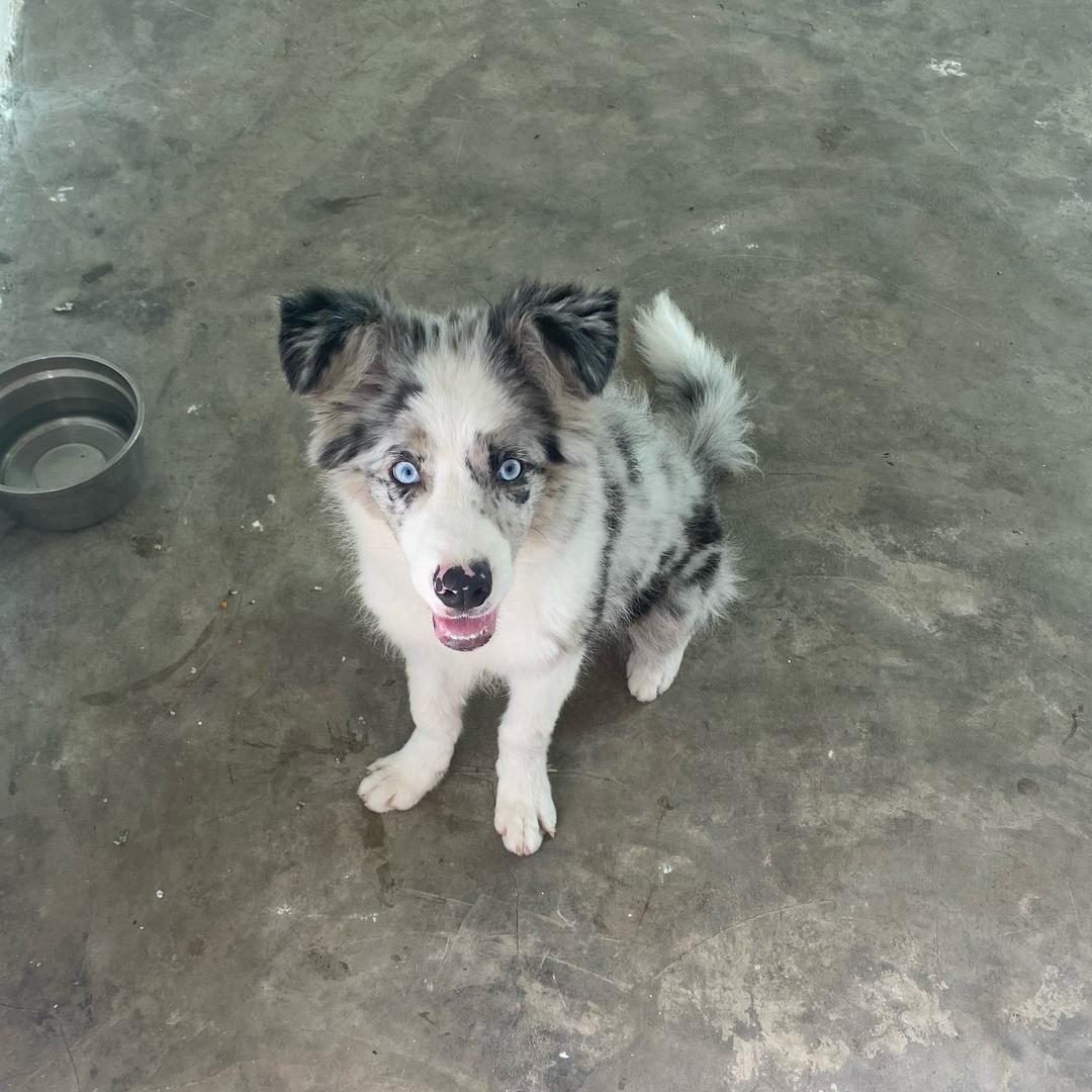 会飞的狼🐺