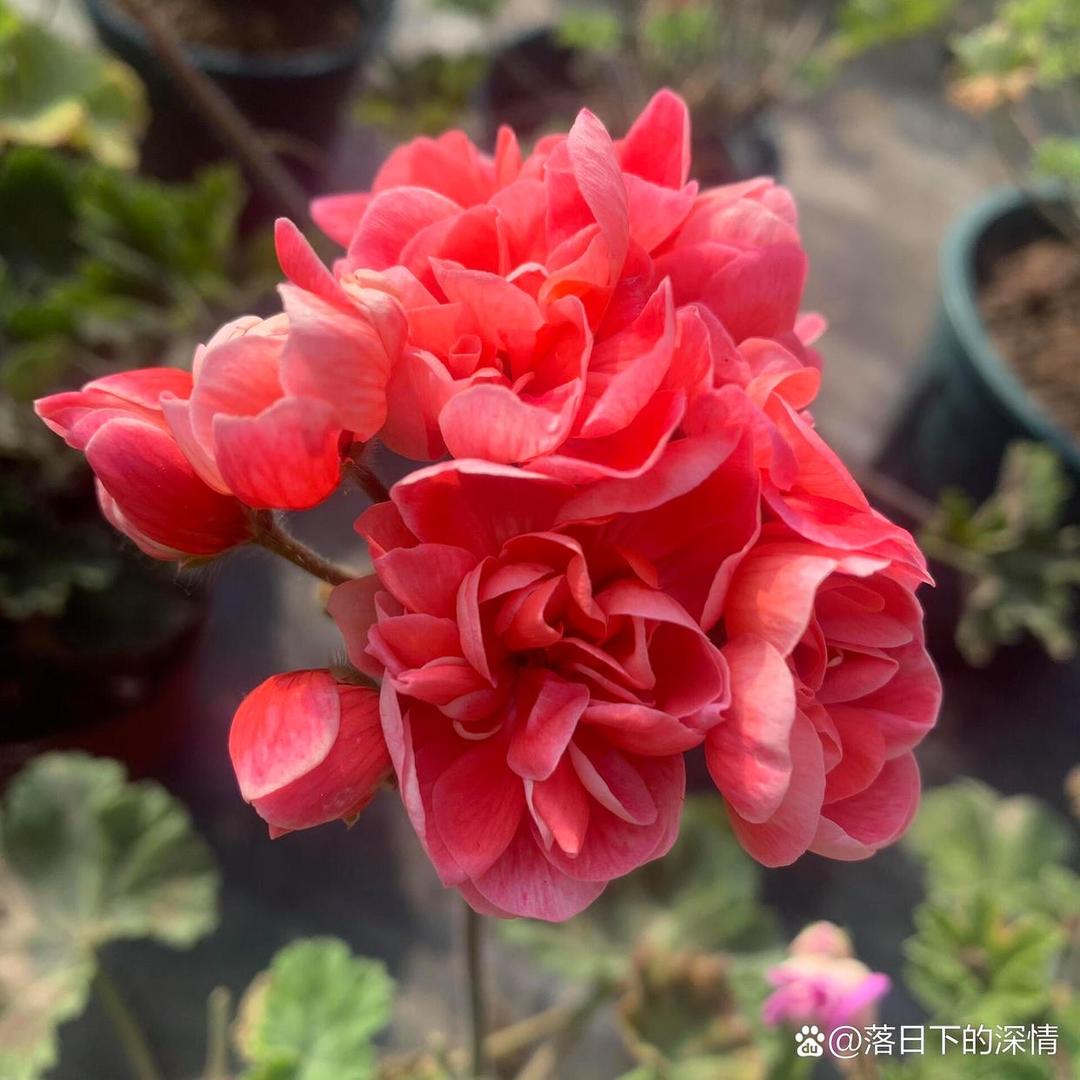 希玥花卉园艺(天竺葵)