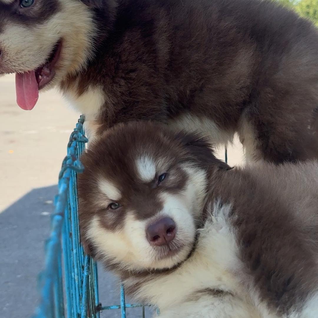 阜阳界首宠物犬舍