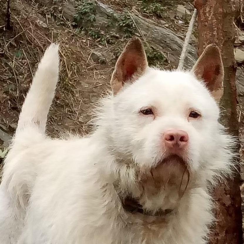 小李下司犬