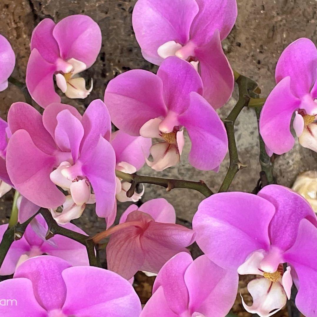 💗唯一💗