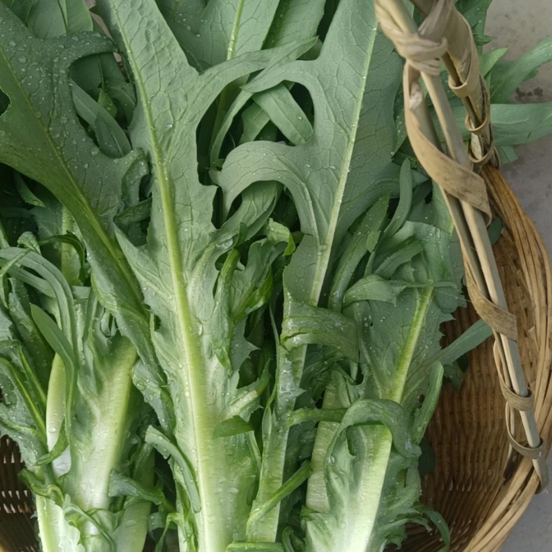 是七七呀（博白甜麦菜苗种植基地）