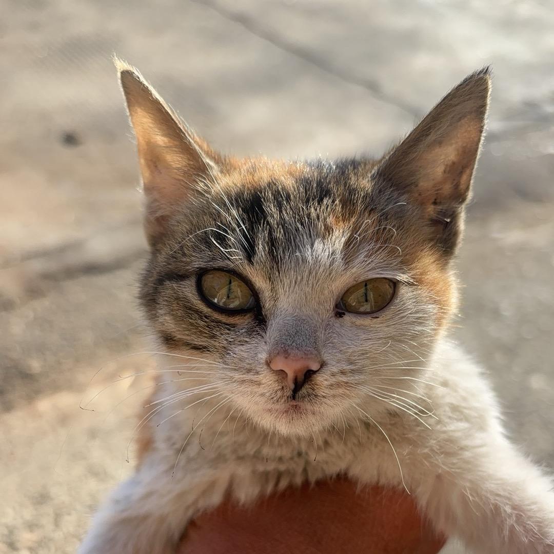丢了幸福的猪