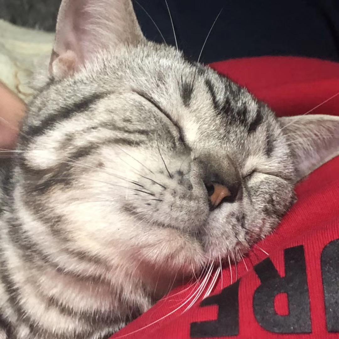 cocoa