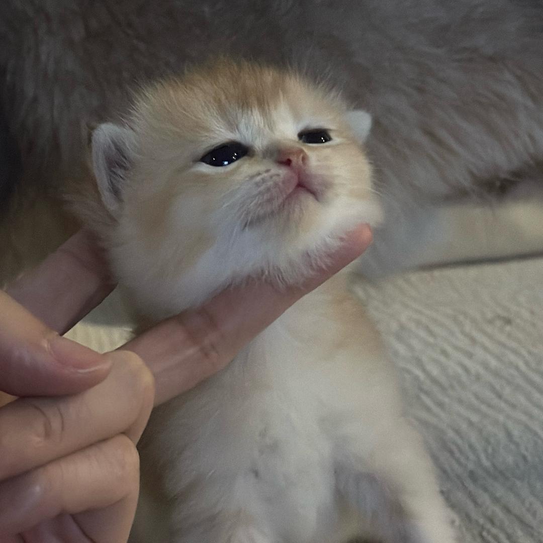 Vivi 养猫日记