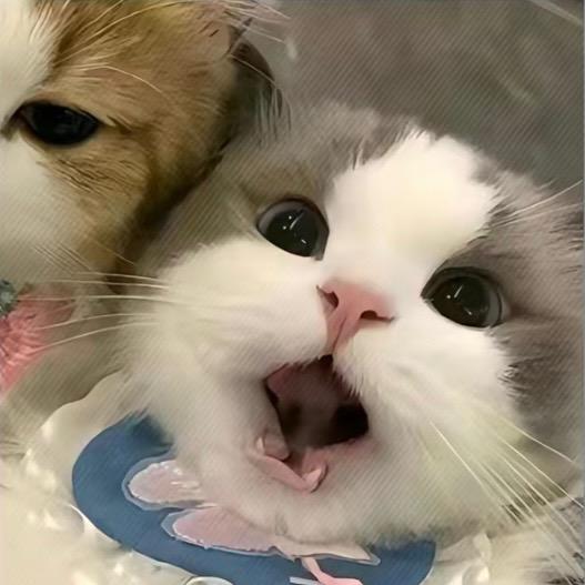 聂聂