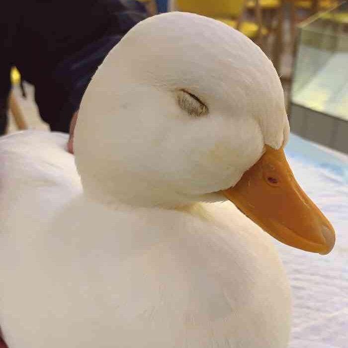 小肥鸭家纺优选