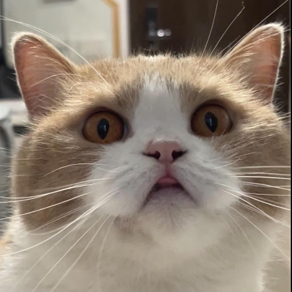 咿呀呀嘿