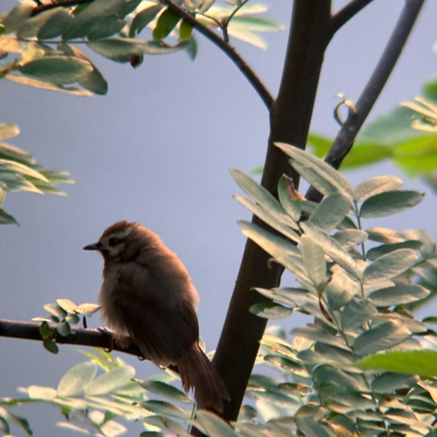 大人们始终不明白