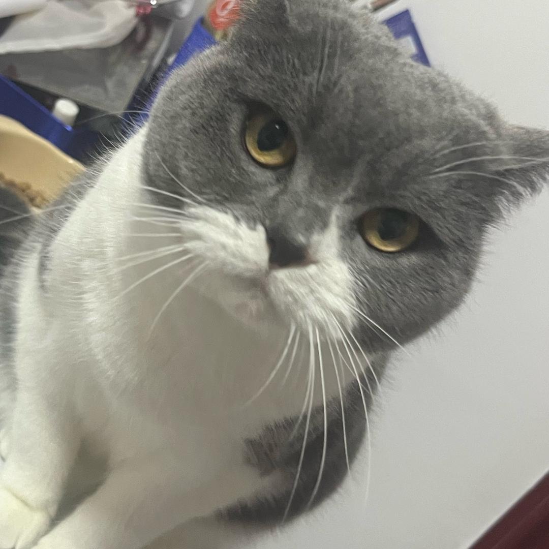 小鸟宝宝