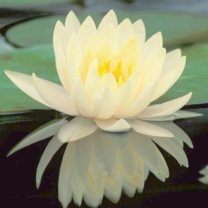 福静（御守）