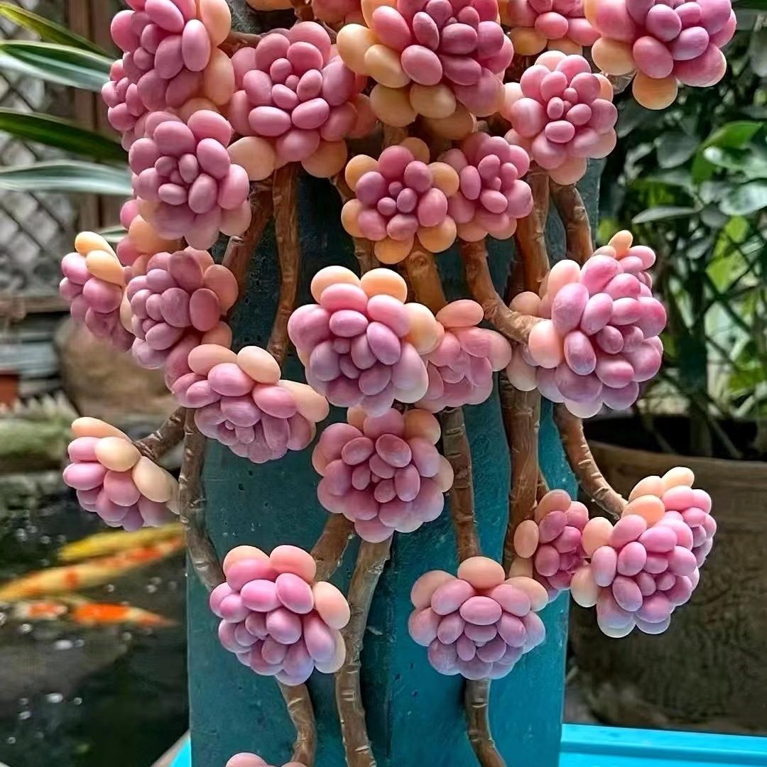 森林之心精品多肉