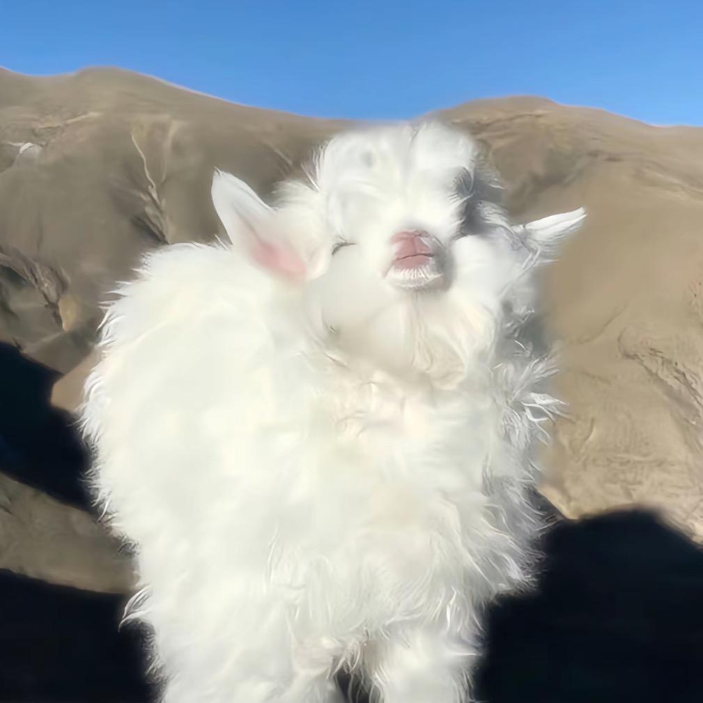 半糖甜柚