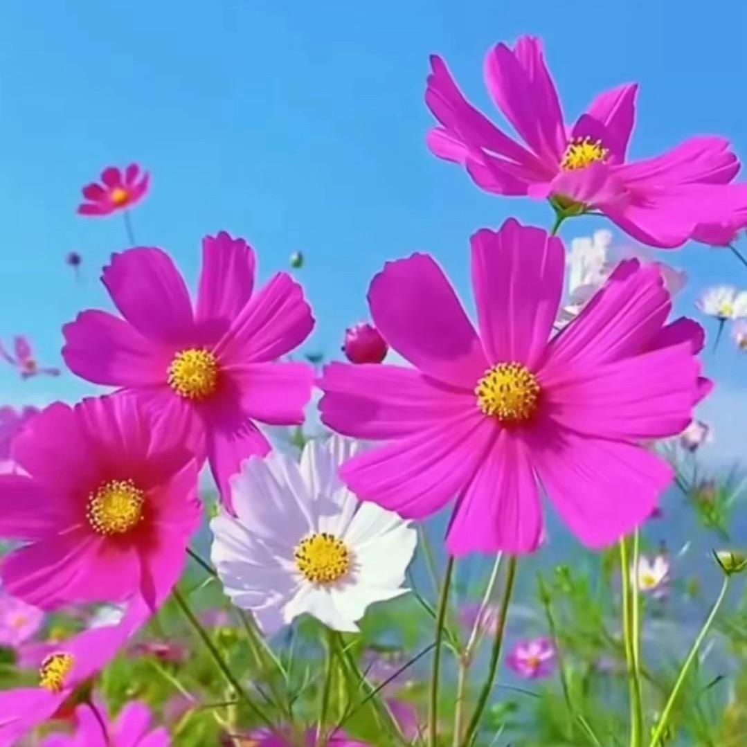 仪陇欧神诺瓷砖蒙娜丽莎何菊