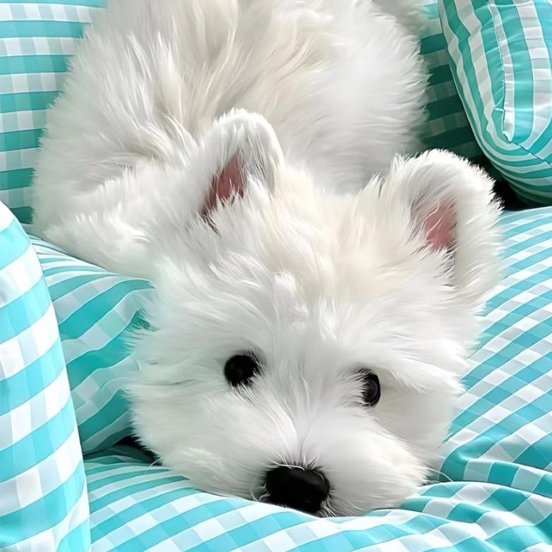 小飞机来喏