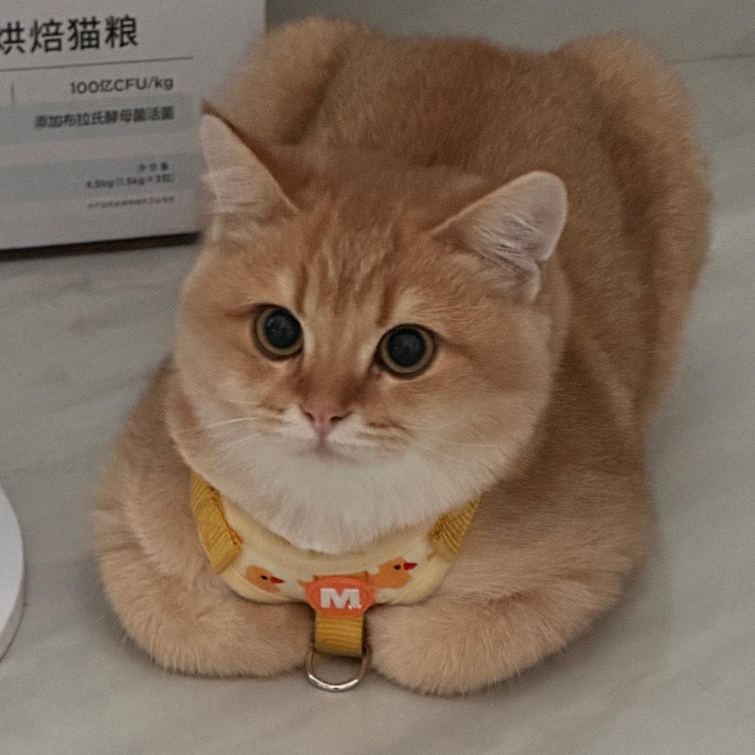 洪發財🐱