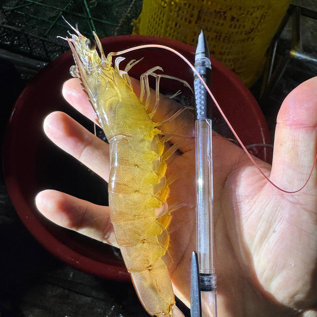 🌈学习养虾的药贩子 小刘