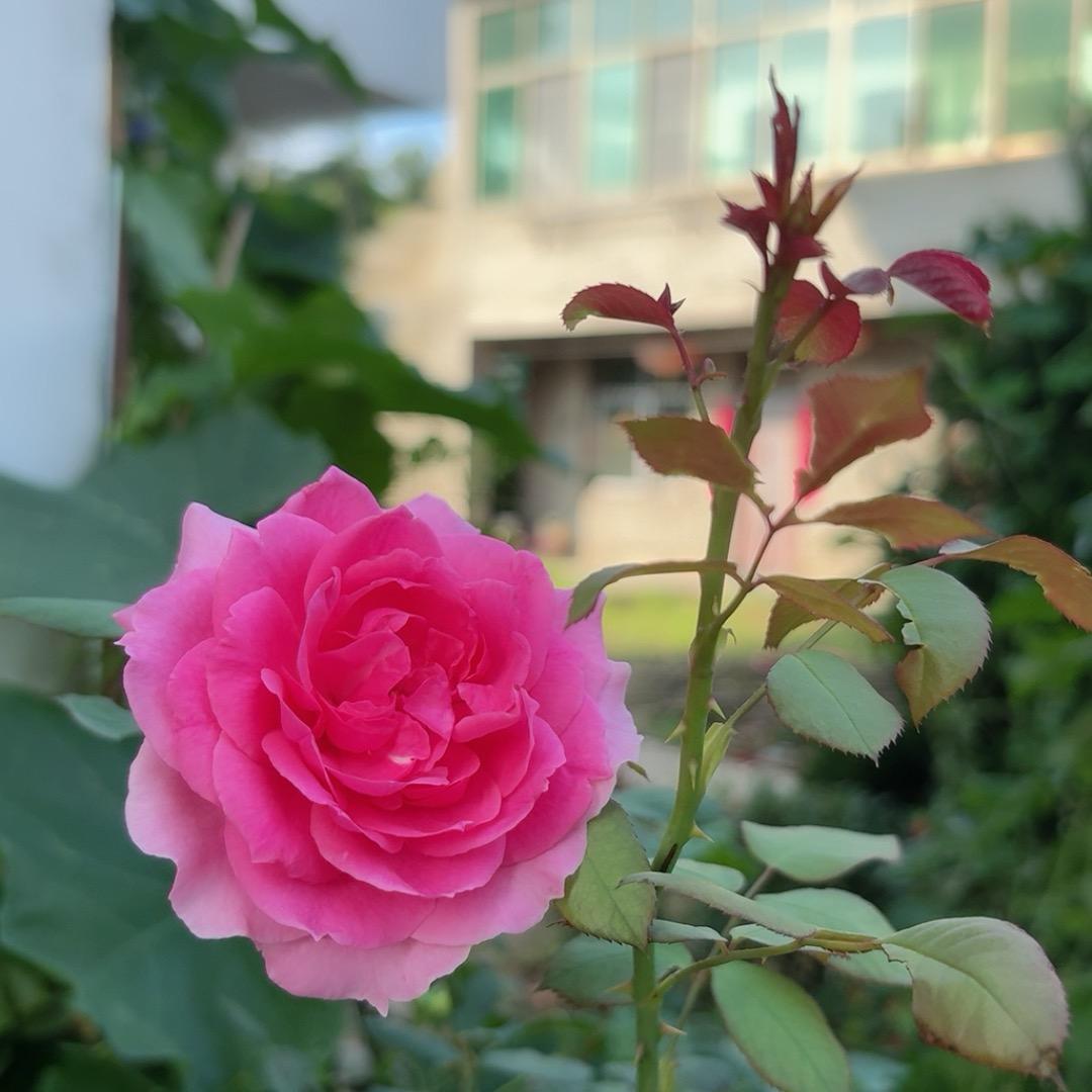 最熟悉的陌生人