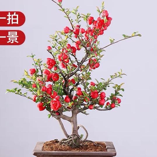 铭浩园艺
