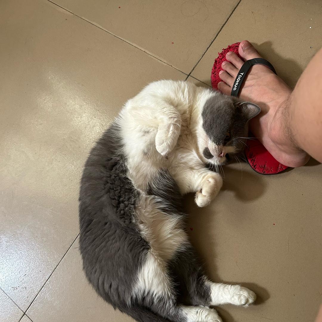 \(ﾋ•ω•ﾏ)/真是个憨憨