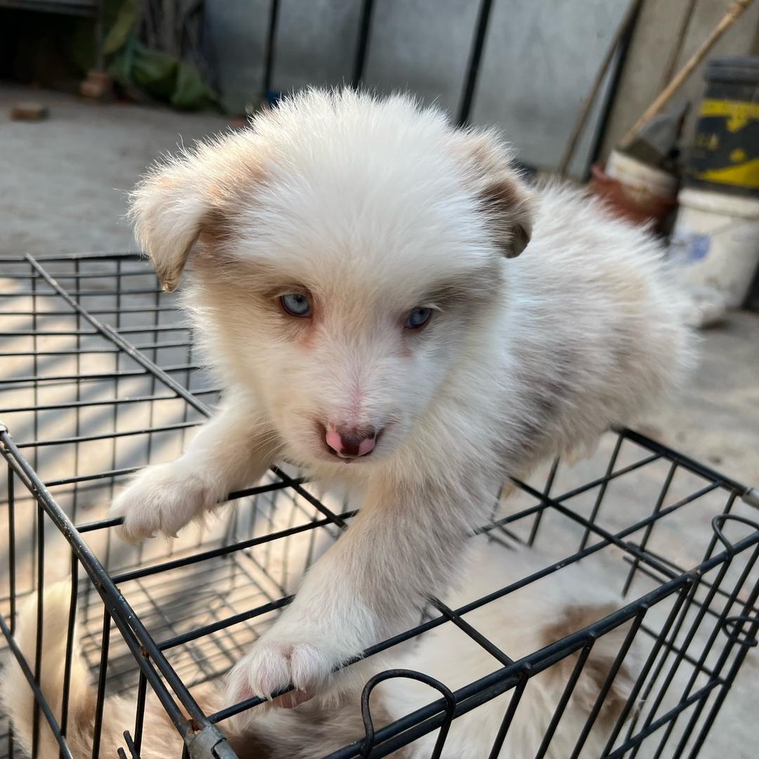 育汪（买🐶🐶私聊）