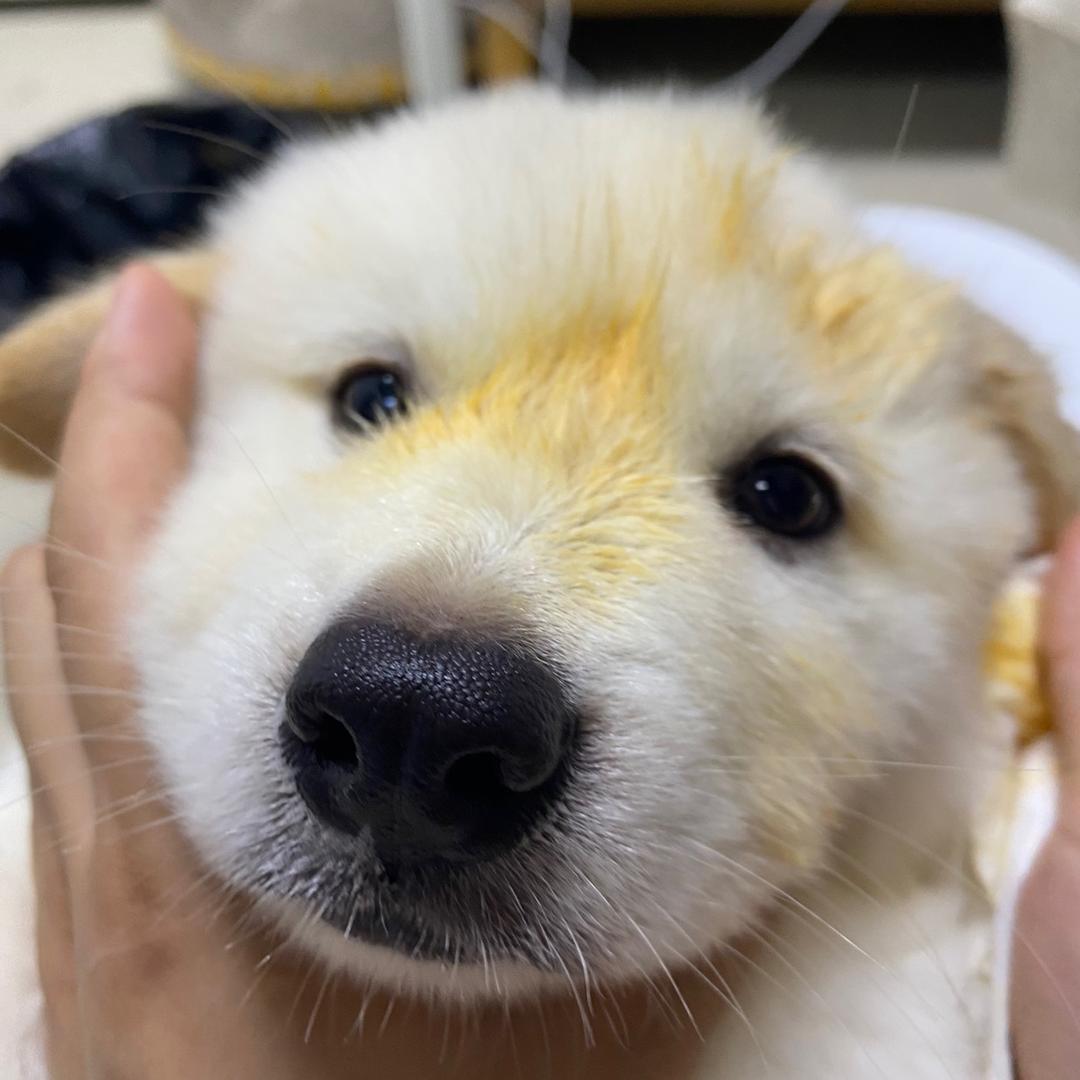 小小肉比