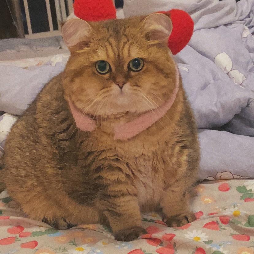 猫软软