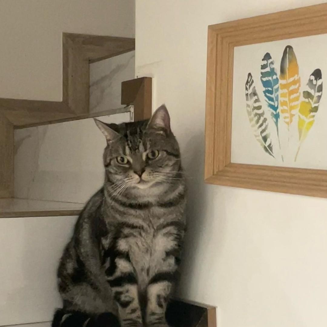 吨吨崽🐈