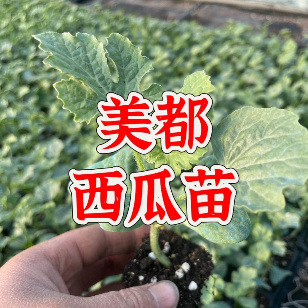 西瓜育苗农业技术