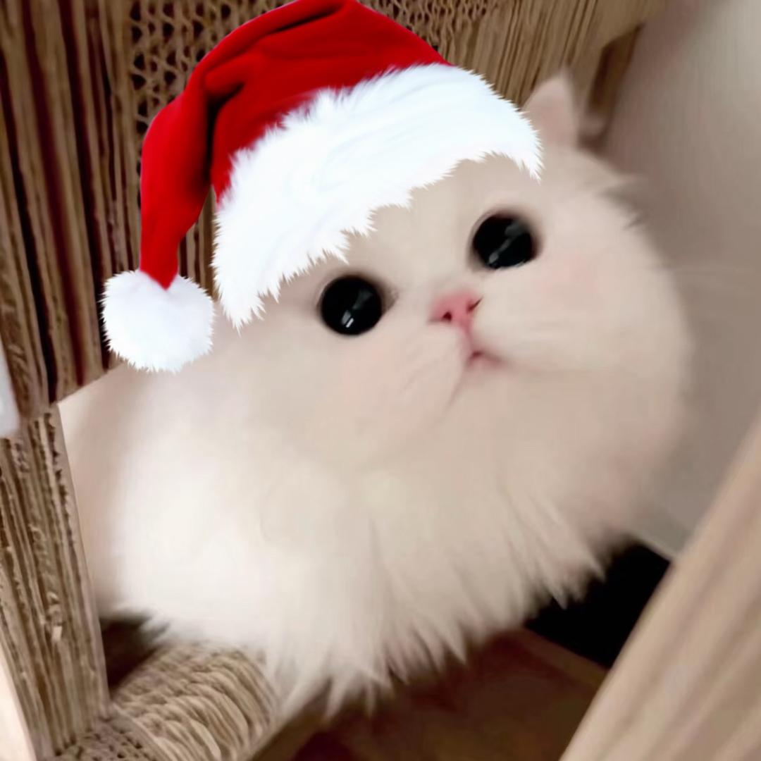 不卖萌了没人买