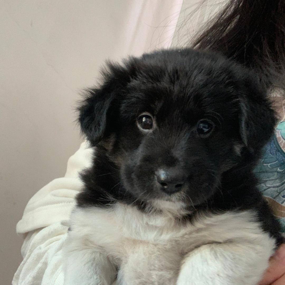 小狗卷毛