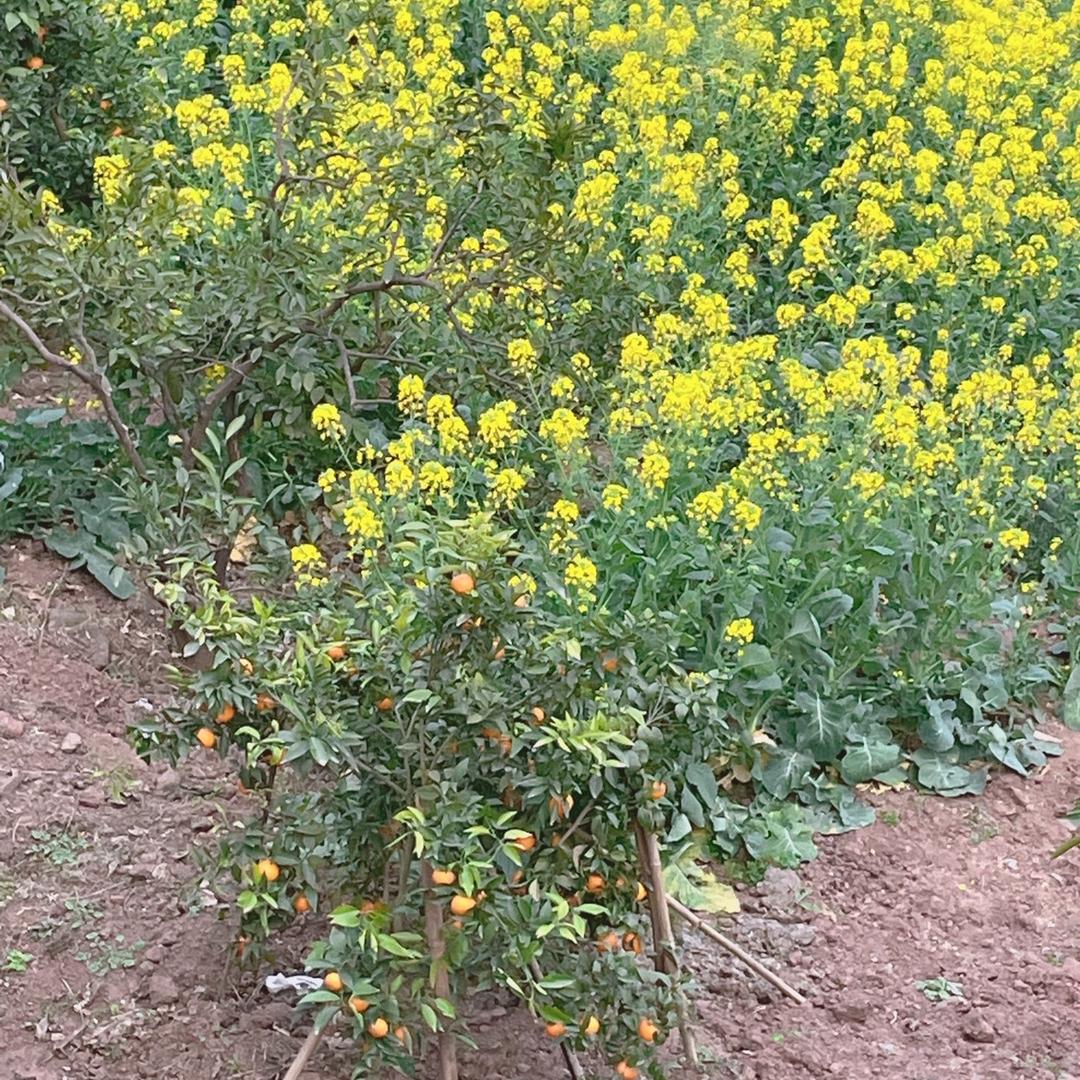 明天会更好