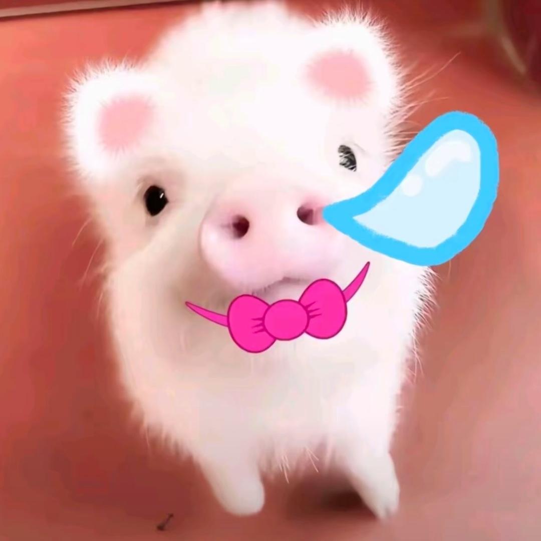 敢敢白