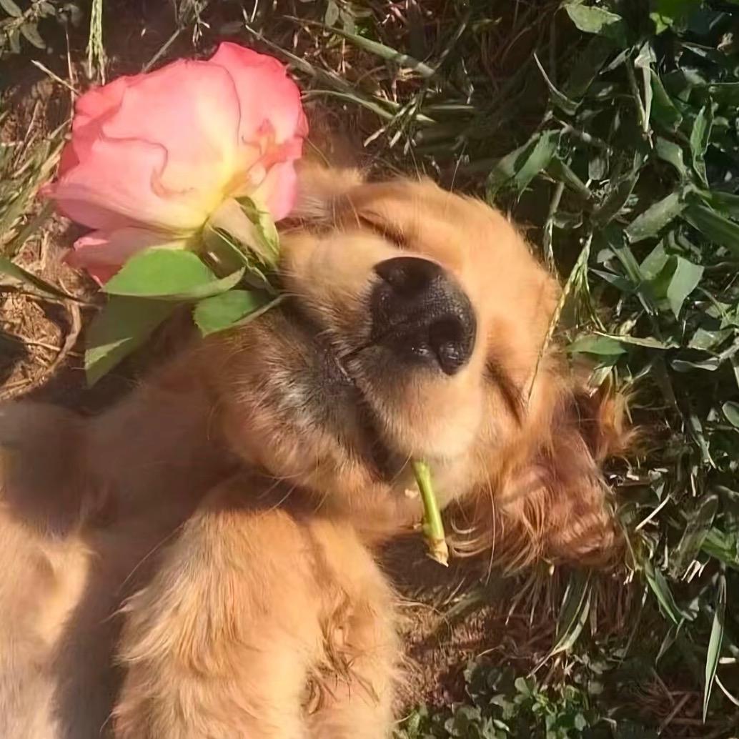 我是土狗我爱看