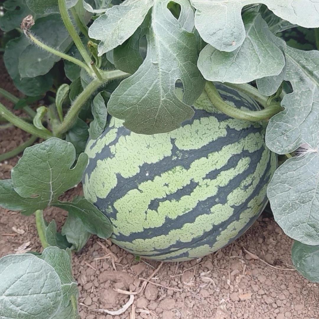 美都西瓜棚出售