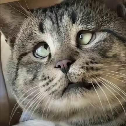猫meme大王
