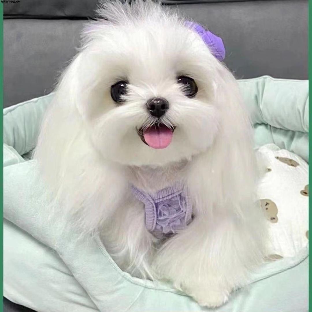 汪汪🐕🐶