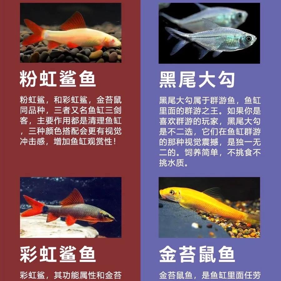 多多小鱼水族馆