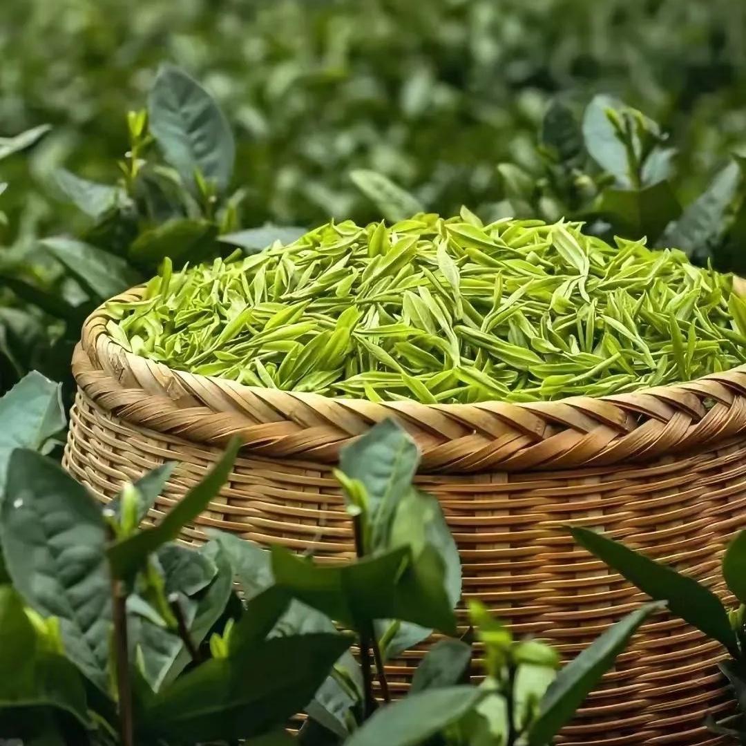 信诺茶坊