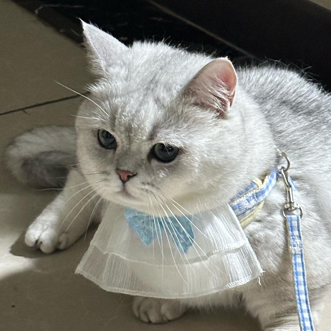 灰元宝